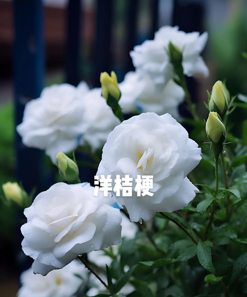 洋桔梗的花语（揭秘洋桔梗背后的意义与传说）