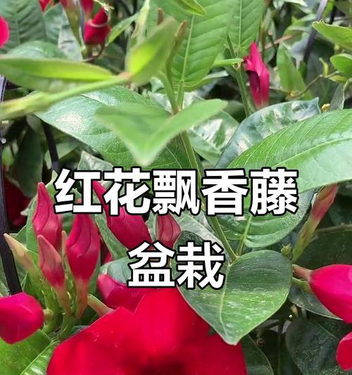 红蝉花的开花周期（探究红蝉花一年开几次花及其生长习性）