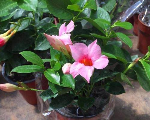 红蝉花的开花周期（探究红蝉花一年开几次花及其生长习性）