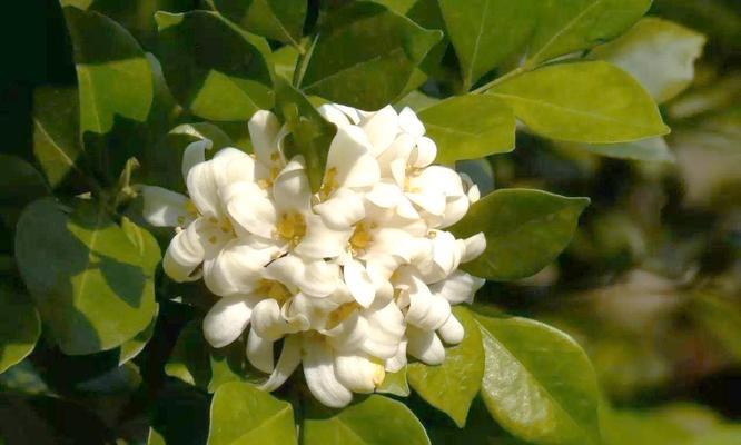 九里香分株时间及方法（打造更美的九里香花园）