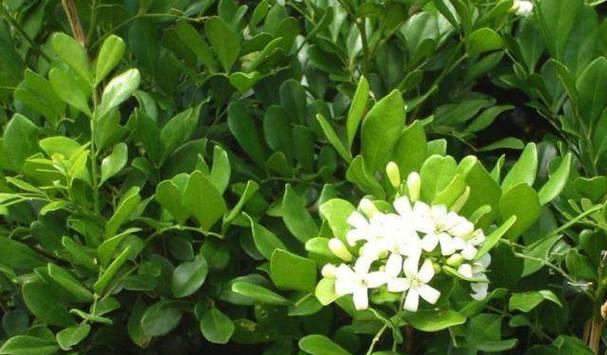 九里香分株时间及方法（打造更美的九里香花园）