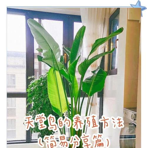 从土开始，如何养好天堂鸟（掌握正确的土配方和养护技巧，让你的天堂鸟健康成长）