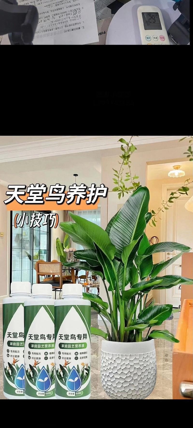 从土开始，如何养好天堂鸟（掌握正确的土配方和养护技巧，让你的天堂鸟健康成长）