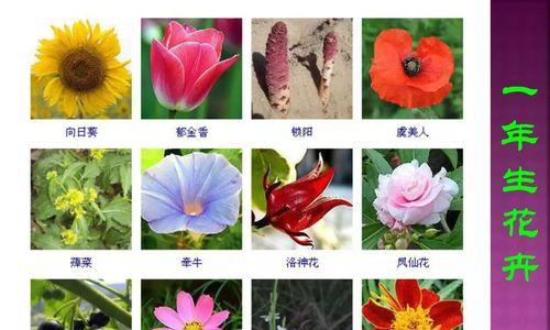 长春花有毒吗？家庭养护指南（了解长春花的毒性及如何安全养护）