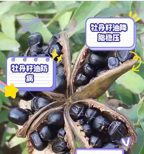 牡丹籽结的种子能否生长（探究牡丹籽结的种子的生长能力与条件）