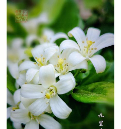 九里香花的开花时间和花期（了解九里香花的开花和花期，欣赏美丽的花海）