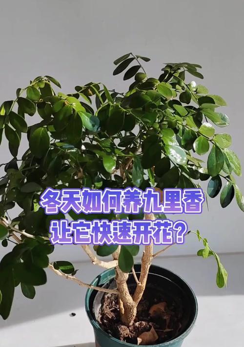 九里香花的开花时间和花期（了解九里香花的开花和花期，欣赏美丽的花海）