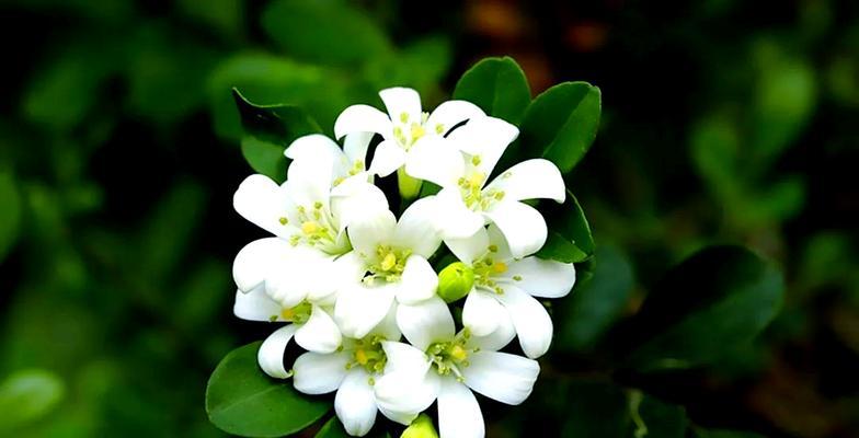 九里香花的开花时间和花期（了解九里香花的开花和花期，欣赏美丽的花海）