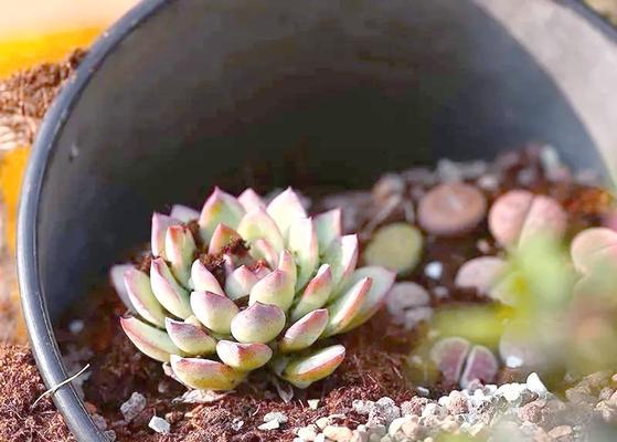 多肉移盆后如何浇水？（移盆后浇水技巧、注意事项及常见问题解答）