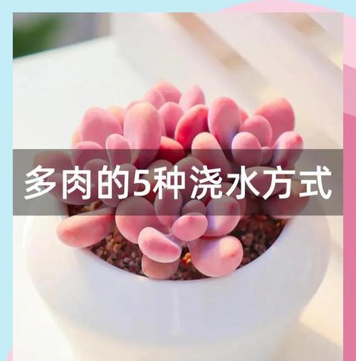 多肉移盆后如何浇水？（移盆后浇水技巧、注意事项及常见问题解答）