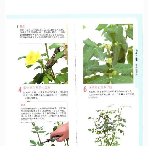 纹瓣悬铃花修剪指南（打造枝繁叶茂的花园，关注悬铃花修剪技巧）