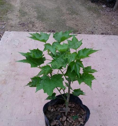 纹瓣悬铃花修剪指南（打造枝繁叶茂的花园，关注悬铃花修剪技巧）