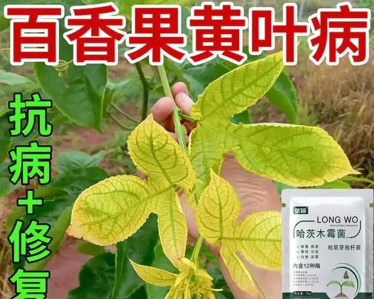 百香果炭疽病的发病原因与治疗方法（探究百香果炭疽病的成因与有效治疗方法，避免果农的经济损失）