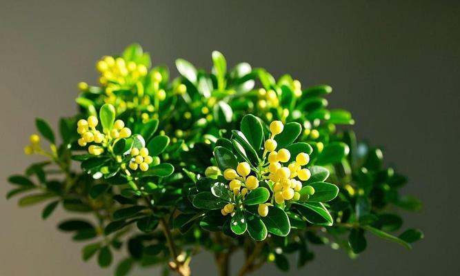 米兰的浇水频率与注意事项（如何科学浇水，让植物茁壮成长）