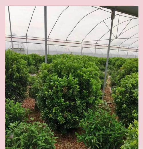米兰的浇水频率与注意事项（如何科学浇水，让植物茁壮成长）