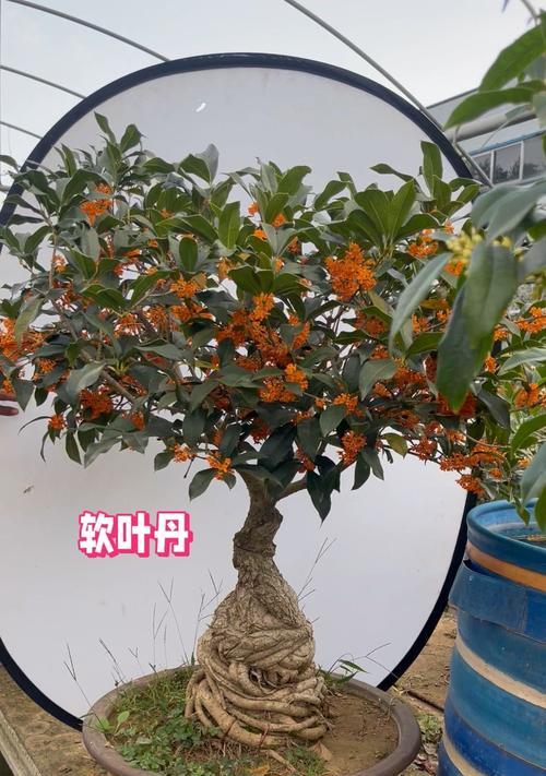 米兰的浇水频率与注意事项（如何科学浇水，让植物茁壮成长）