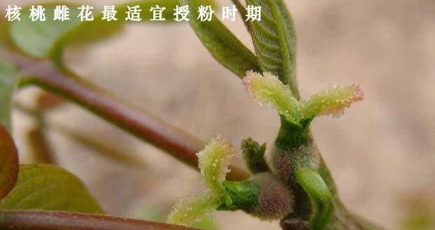 核桃树为什么不开花？——探究其原因及解决方法（探究核桃树生长环境、缺肥、病虫害等因素对开花的影响）