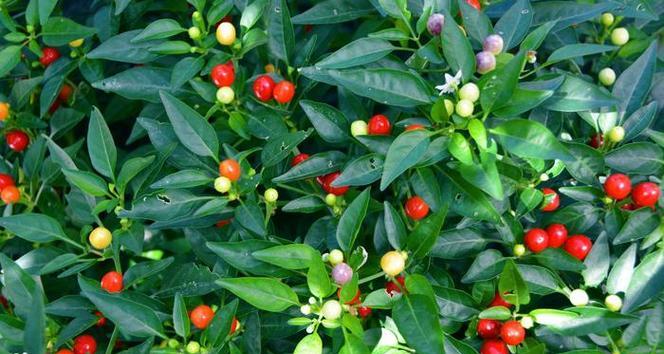 五彩椒是多年生植物（生长环境与特点、栽培方法、繁殖方式、用途、营养价值等）
