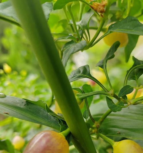 五彩椒是多年生植物（生长环境与特点、栽培方法、繁殖方式、用途、营养价值等）