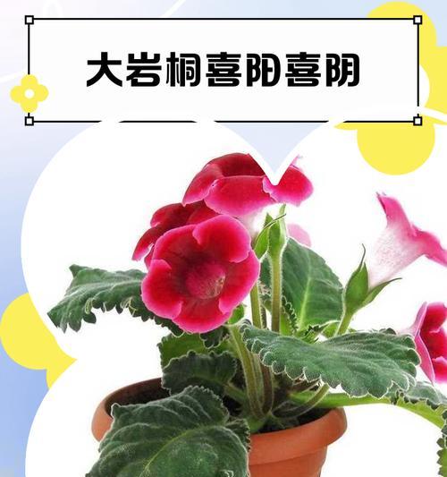 勿忘我的喜阴或喜阳之谜（揭秘勿忘我喜阴还是喜阳的真相，科学带你了解她的偏好）