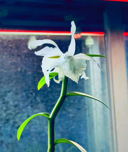 檀香石斛开花时间的奥秘（探究檀香石斛开花规律，引领植物学研究进程）