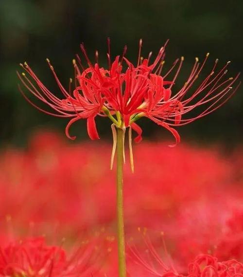 怀旧之花（缅怀过往，重拾回忆，紫丁香的花语与记忆）