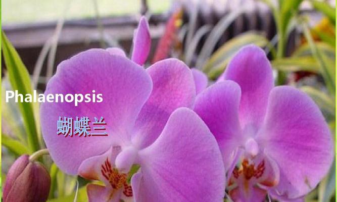 香兰的香味是否有毒？（探究香兰花的香味成分及其安全性）