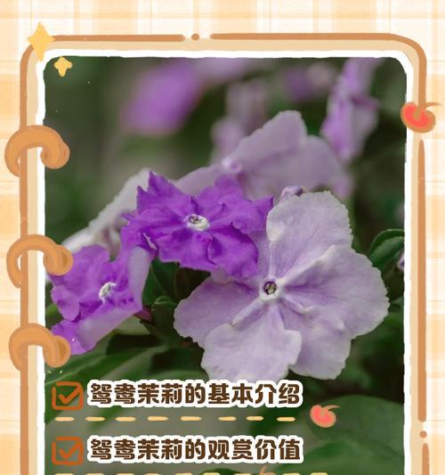 如何养护青枫盆景（完美打造小清新！）