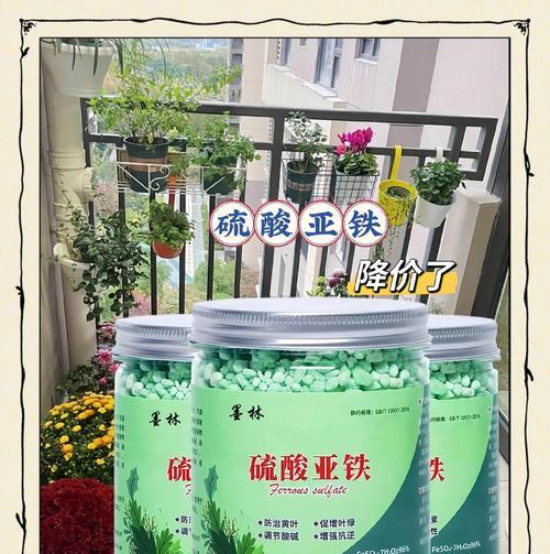 文竹浇水方法详解（文竹能否浇硫酸亚铁？如何浇水更科学？）