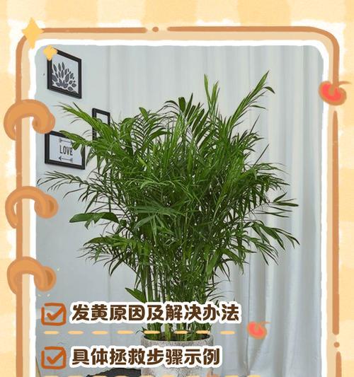 红叶子发黄怎么办（营养不良？病害？环境问题？如何修复？）