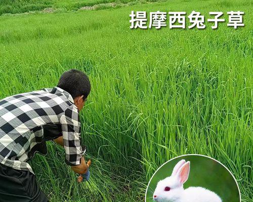 提摩西草种子发芽时间及方法（探究提摩西草种子发芽的关键因素和技巧）
