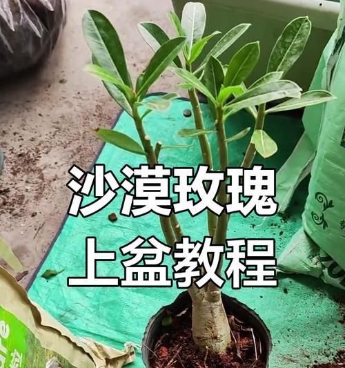 沙漠玫瑰的种植技巧（最适合沙漠玫瑰生长的土壤类型及栽培方法）
