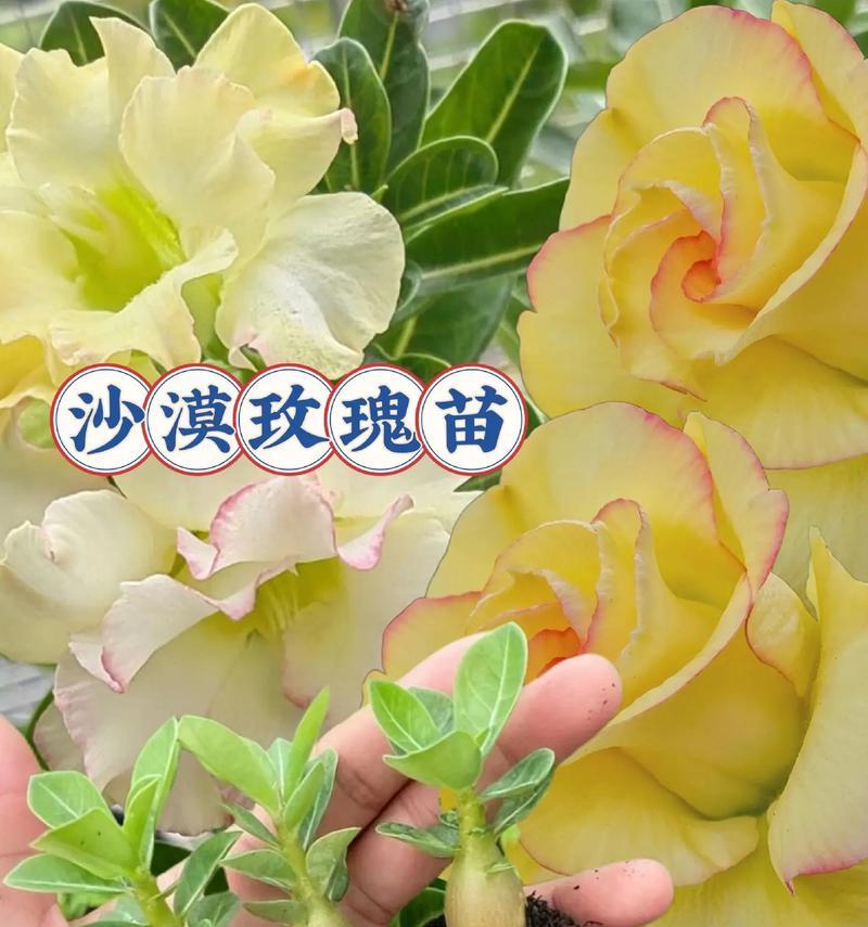 沙漠玫瑰的种植技巧（最适合沙漠玫瑰生长的土壤类型及栽培方法）