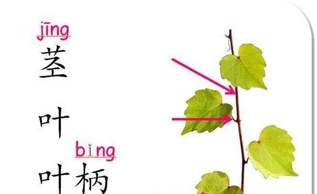 爬山虎究竟是裸子植物吗？（揭开爬山虎的真正面纱，探究其植物分类）