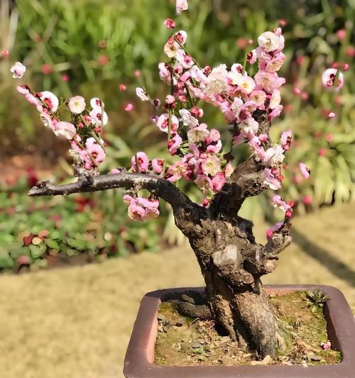 揭秘松红梅开花之谜（什么时候长花苞？花期持续多久？如何护理？）
