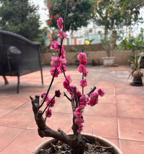 揭秘松红梅开花之谜（什么时候长花苞？花期持续多久？如何护理？）