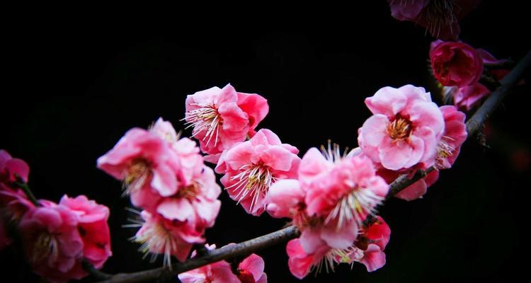 揭秘松红梅开花之谜（什么时候长花苞？花期持续多久？如何护理？）