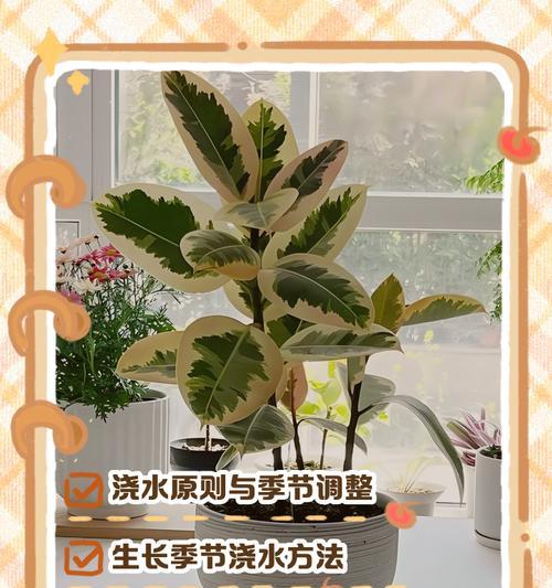 橡皮树叶子卷曲的原因与处理方法（探究橡皮树叶子卷曲背后的原因，提出相应的解决方案）