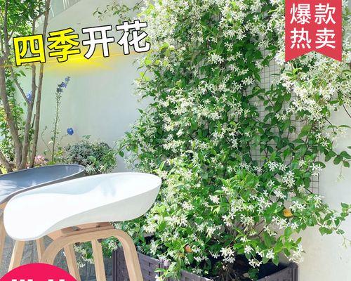 四季开花的爬藤花卉（美丽的缠绕绿色，不同季节的绚丽花海）