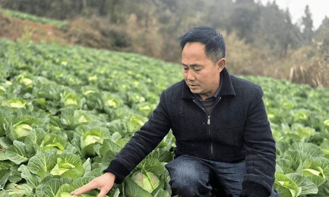 包心菜种植全攻略（了解最佳种植时间，轻松栽培丰收好菜）