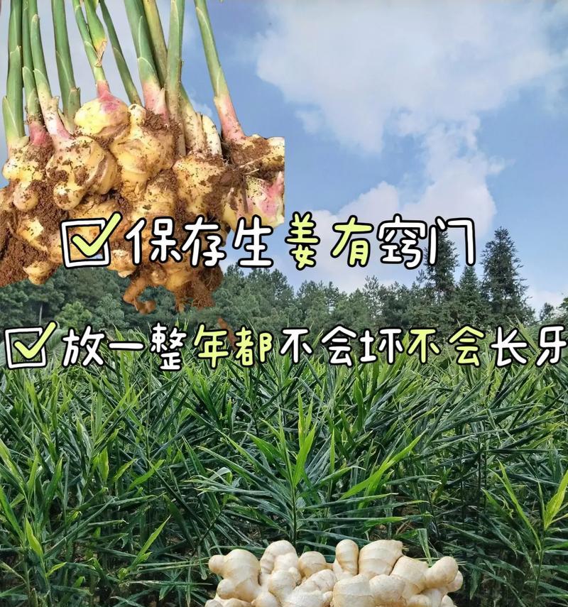 生姜的保存方法及保存期限（探究生姜的保存方式，为您延长生姜的保质期）