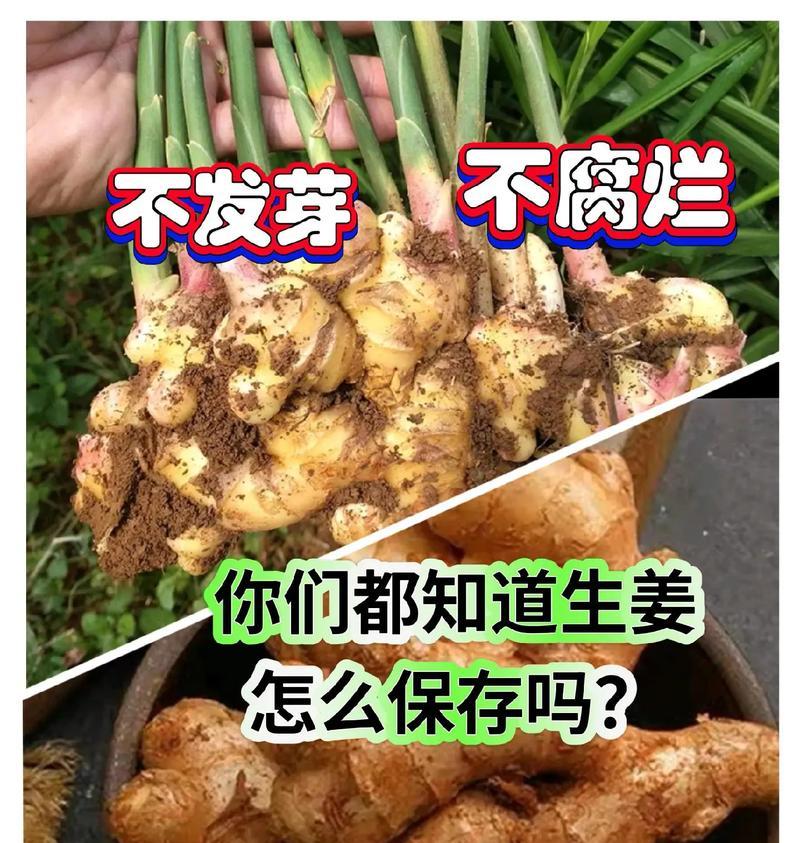 生姜的保存方法及保存期限（探究生姜的保存方式，为您延长生姜的保质期）