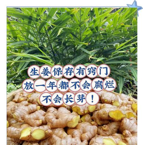 生姜的保存方法及保存期限（探究生姜的保存方式，为您延长生姜的保质期）