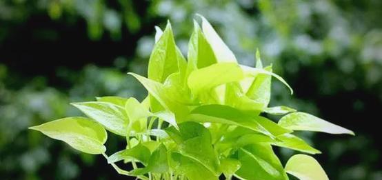 绿萝到底有没有毒？（室内养护注意事项及常见问题。）