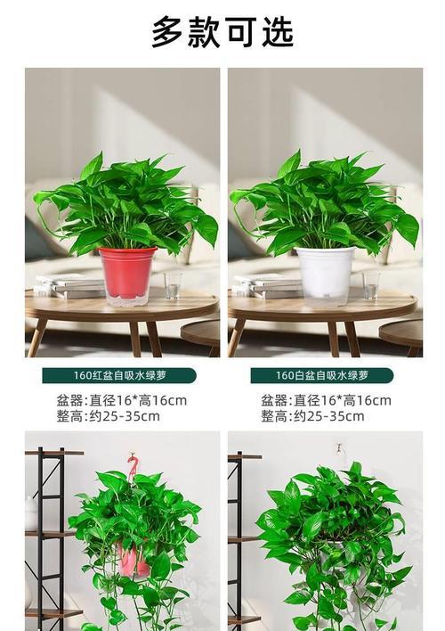 绿萝到底有没有毒？（室内养护注意事项及常见问题。）