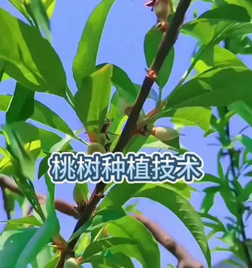 种植适合条件下的优质桃树（探讨桃树种植地区与条件的关系）