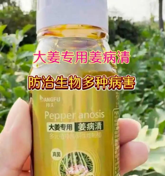 生姜炭疽病的发病原因与治疗方法（防范生姜炭疽病从源头入手，合理治疗让生姜重现生机）