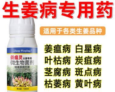 生姜炭疽病的发病原因与治疗方法（防范生姜炭疽病从源头入手，合理治疗让生姜重现生机）