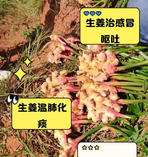 生姜炭疽病的发病原因与治疗方法（防范生姜炭疽病从源头入手，合理治疗让生姜重现生机）