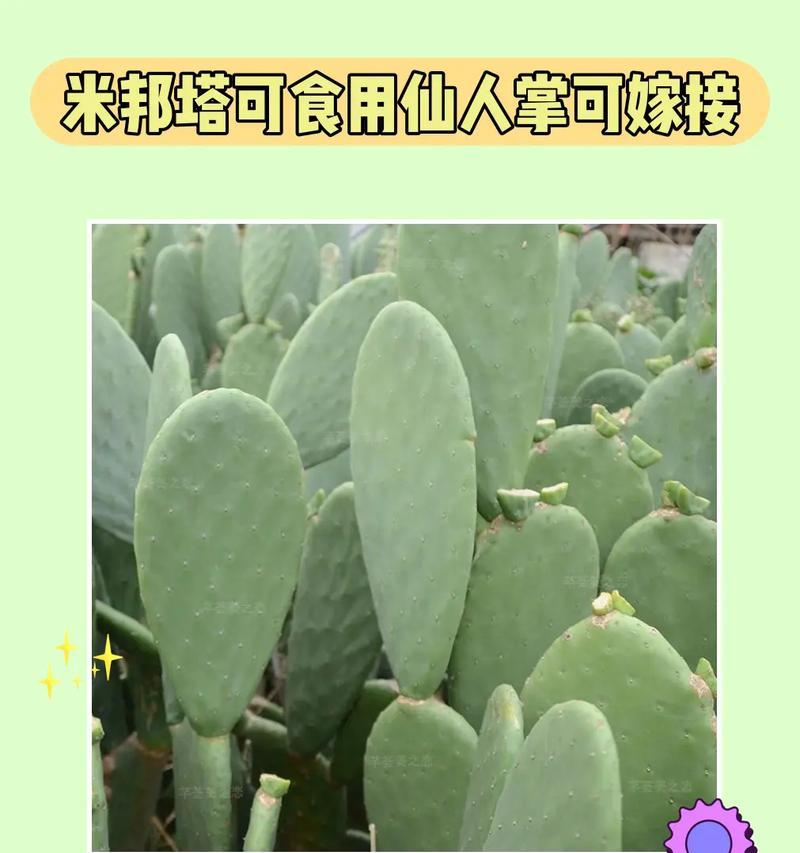 仙人掌养护全攻略（一起来学习如何打理仙人掌吧！）